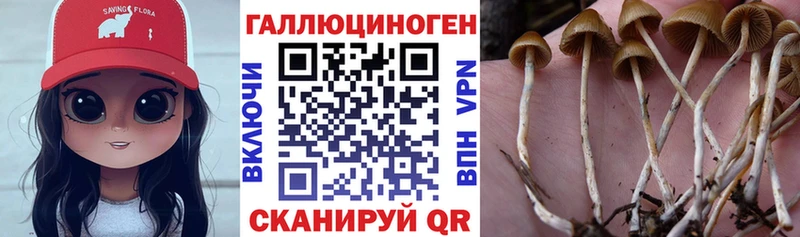 Галлюциногенные грибы Psilocybe  Железногорск-Илимский 